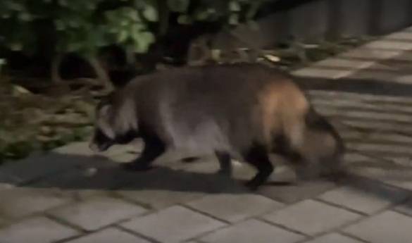 너구리 때문에 서울 전역이 골머리를 앓고 있다. [사진출처 = 영상 캡처]