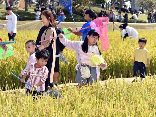 지난해 김제지평선축제를 즐기는 방문객들의 모습. 김제시