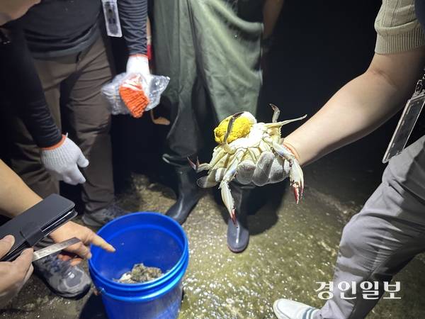 지난 22일 오후 인천 영흥면 내리 바닷가에 해루질을 온 비어업인이 포획한 외포란 꽃게. 알을 품은 외포란 꽃게는 금어기와 관계 없이 포획이 금지되며, 위반 시 비어업인은 1000만원 이하 과태료가 부과될 수 있다. 2025.8.22 /조경욱기자 imjay@kyeongin.com