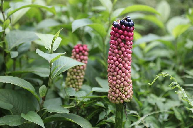 특이한 색의 열매가 맺힌 큐슈곤약. 천리포수목원 제공