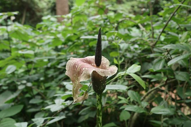 꽃이 핀 모습의 큐슈곤약. 천리포수목원 제공
