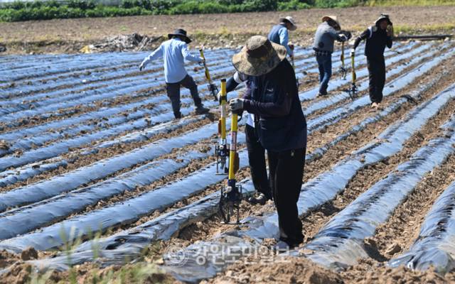 ▲ 10일 춘천 서면에서 외국인 노동자들이 무 종자를 밭에 심고 있다. 김정호 기자