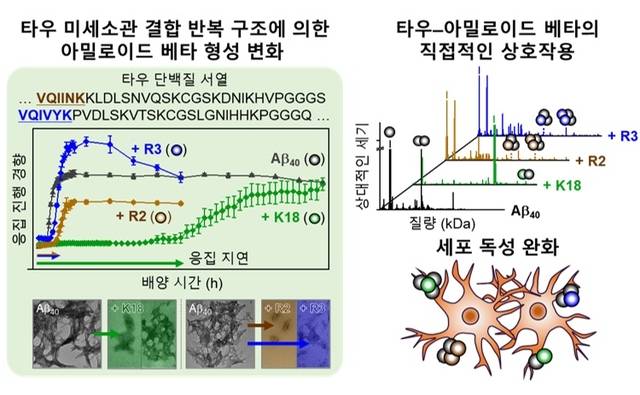 타우 미세소관 결합 영역과 상호작용에 의한 아밀로이드 베타의 병리학적 특성 변화를 나타낸 그림. 카이스트 제공