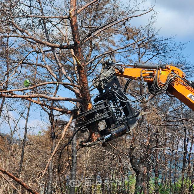 25일 오전 안동시 임동면 수곡마을 인근 야산에서 트리펠러가 달린 굴삭기가 자른 산불 피해목을 옮기는 모습. 전종훈 기자