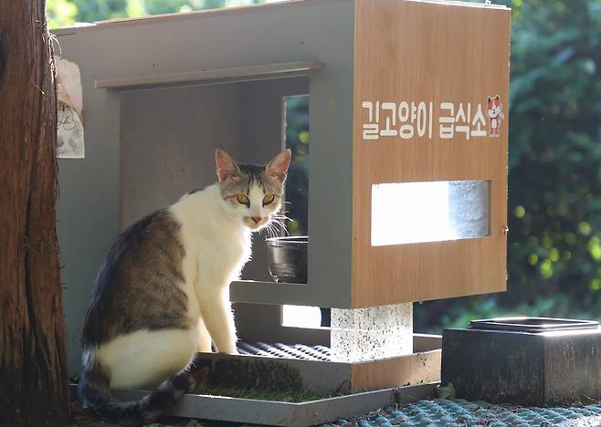 길고양이 급식소 /뉴스1