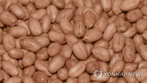 땅콩. 사진 연합뉴스.