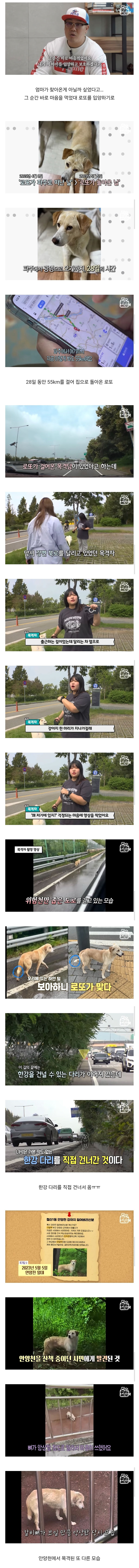 image.png 목숨을 걸고 한 달 만에 집으로 돌아온 강아지