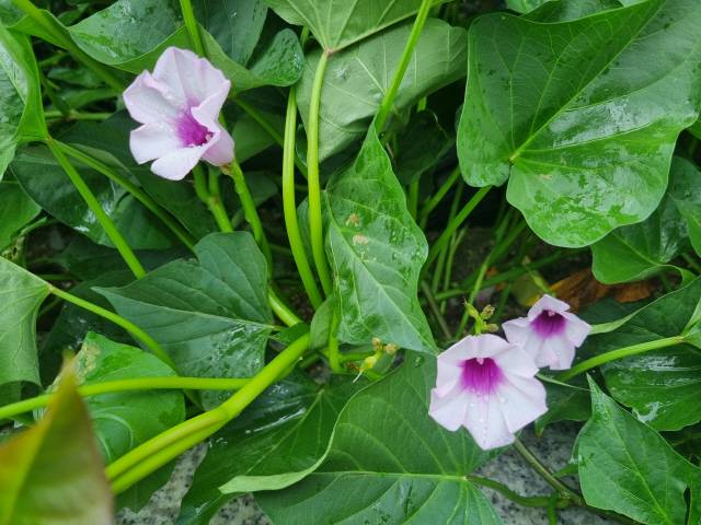 ▲ 평창읍의 한 주택가 텃밭에 심은 고구마 줄기에서 100년에 한번 핀다는 행운을 상징하는 고구마꽃이 피어 볼거리가 되고 있다.  신현태 기자