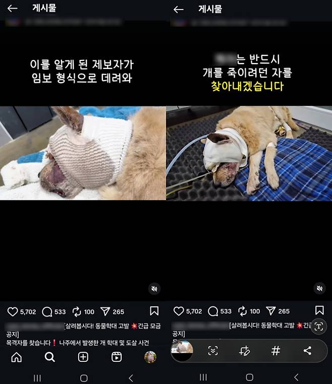 ▲ 나주 개 학대 주장 게시글 [동물권단체 SNS]