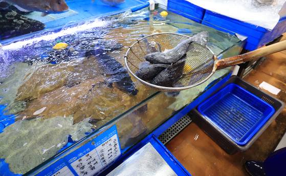 Flatfish such as flounder and rockfish are displayed at a shop in Noryangjin Fisheries Wholesale Market in Dongjak District, southern Seoul, on Aug. 25. [YONHAP]
