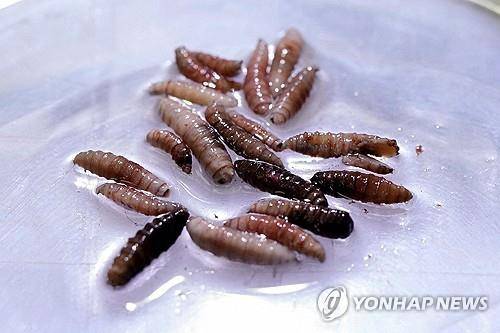 나사벌레 [로이터=연합뉴스 자료사진]