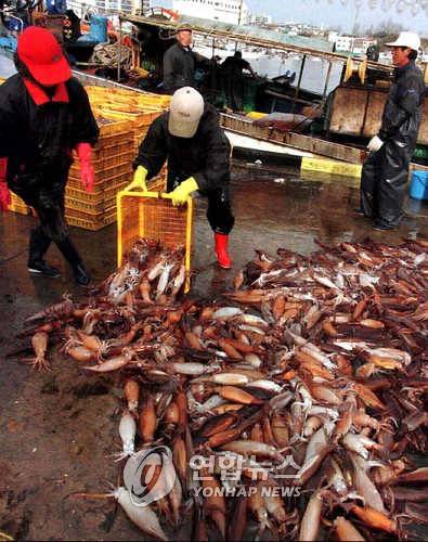 주문진항 오징어 풍년 어한기에 접어들 오징어가 꾸준히 잡히는 등 최근 동해안에서는 오징어가 풍년을 이루는 가운데 주문진항에서 어민들이 잡아 온 오징어를 위판장에 쏟아붓고 있다./이종건 2000.12.4 (강릉=연합뉴스)      jglee@yonhapnews.co.kr  (끝)    <저작권자 ⓒ 연합뉴스. 무단전재-재배포 금지.>