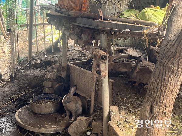 25일 인천시 계양구 계산동의 한 카센터와 다세대주택 사이 좁은 골목에 18마리의 토끼가 사육되고 있는 토끼장의 모습. 2025.8.25 /송윤지기자 ssong@kyeongin.com