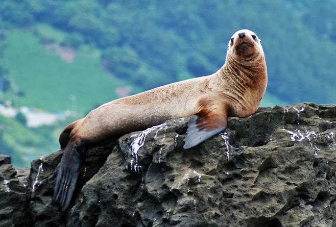 지난 2012년 7월 울릉도 사동리 딴바위에서 발견된 바다사자과 큰 바다사자(학명 Eumetopias jubatus).