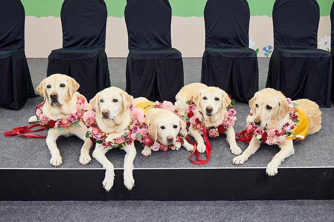 안내견 활동을 마치고 새 가정에서 '견생 2막'을 여는 은퇴견 5마리. 왼쪽부터 해별,조이,새솔,메이,지니. /삼성화재 제공