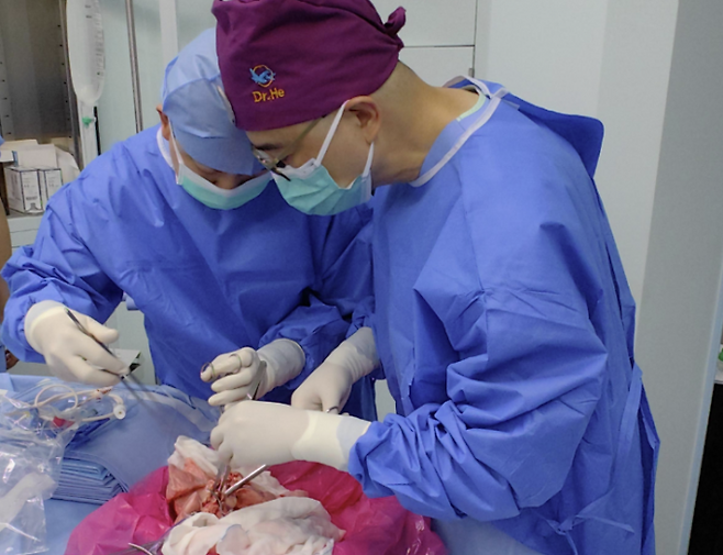폐 이종이식 수술 과정에서 기도 주변 조직을 정리하는 모습. CREDIT/Jianxing He