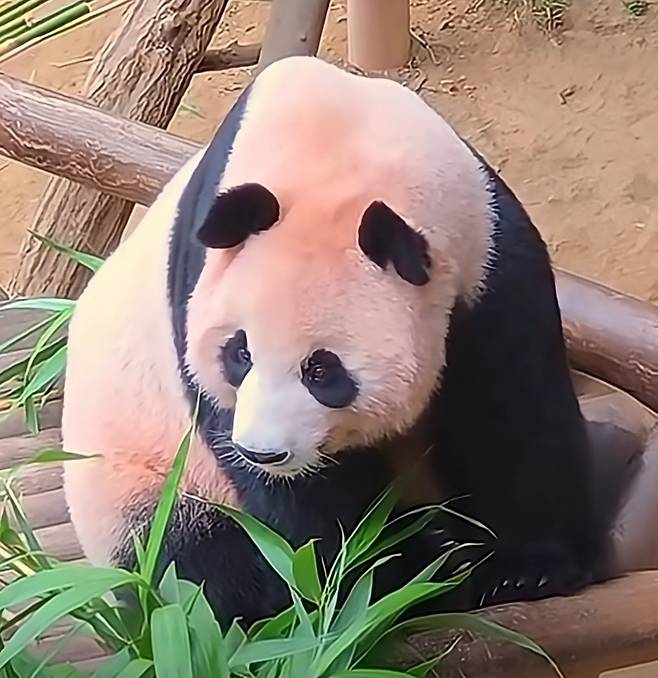 쌍둥이 두 딸과의 이별 12일차였던 지난 24일, 아이들의 흔적을 찾던 엄마 아이바오가 강철원 주키퍼 앞에 멈춰 “쉬쉬비어”라고 말하는 장면.