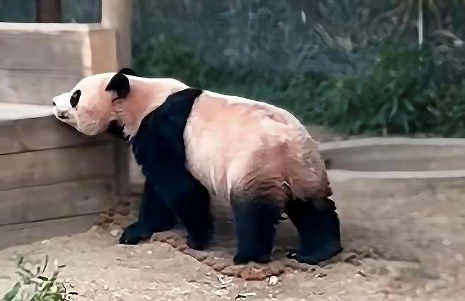 최근들어 후이바오가 평상의 엄마냄새를 맡아보는 등 헤어진 엄마를 많이 찾는다.