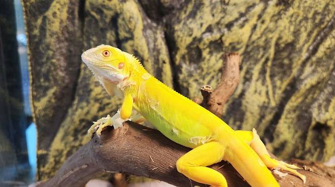 [서울=뉴시스]초록이구아나. 2025.07.04. (사진=국립생태원 블로그 갈무리)  *재판매 및 DB 금지