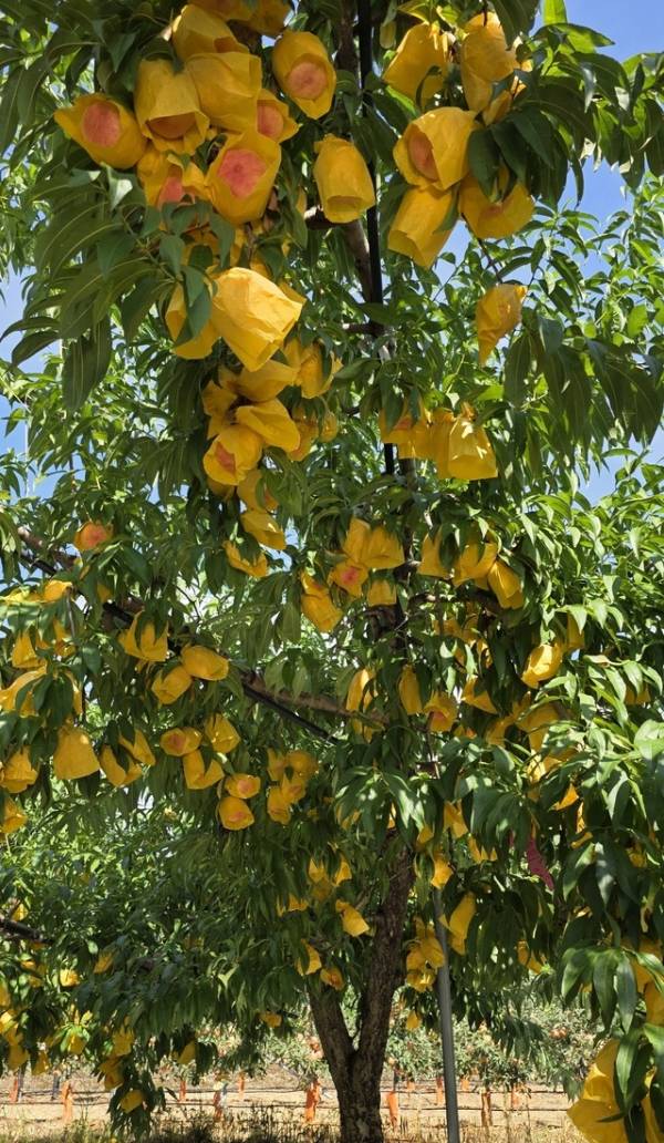 27일 충북 옥천군 청성면 능월리에 위치한 복숭아과수원의 한 나무에 수백개의 복숭아가 달려있다. /남연우기자
