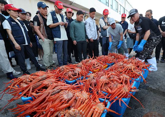 27일 오전 6시 30분쯤 포항시 남구 구룡포수협위판장에서 금어기 해제 이후 첫 붉은 대게 경매가 이뤄지고 있다. /이용선기자