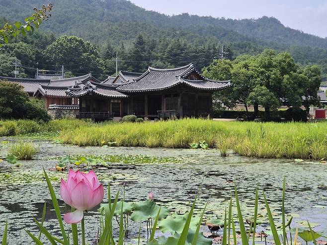 연못가에 연꽃이 피어난 여름날, 이요당이 남산 자락을 배경 삼아 고요히 서 있다. 연못 위로 펼쳐진 연잎과 물풀들 사이로 계절의 숨결이 고요하게 흐른다.