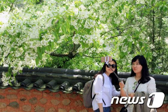 경남 밀양시 부북면 위양리 위양지 한가운데는 안동 권씨 후손인 학산(鶴山) 권삼변(權三變) 선생의 얼이 서린 완재정(宛在亭)에서 관광객들이 사진 촬영을 하고 있다. ⓒ News1