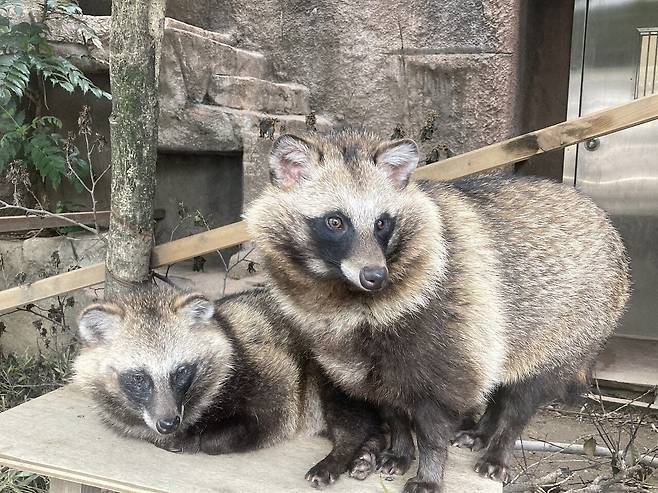 일본 오사카 텐노지동물원에서 사육중인 너구리./텐노지동물원 Tennoji Zoo