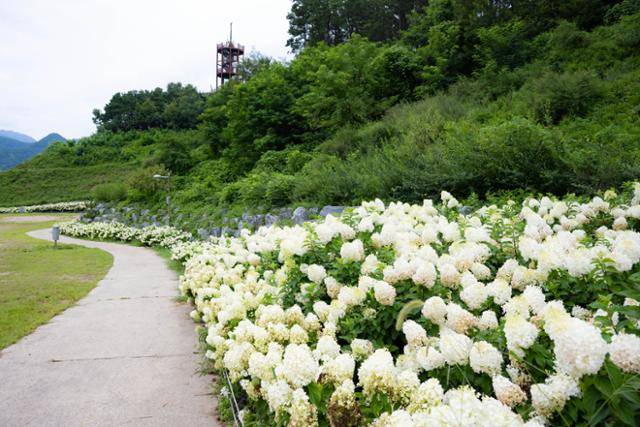 옥천묘목공원 도로변 수국 뒤로 전망대가 보인다.