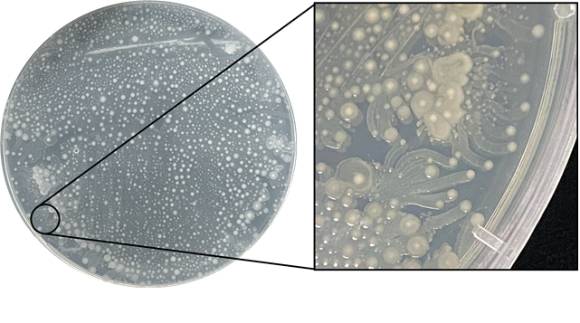 잠재적 병원성 균주로 확인된 ‘Paenibacillus glucanilyticus GlSt238’ 균주의 고체 배양. 높은 운동성은 숙주 환경에서의 빠른 확산에 영향을 줄 수 있다. [사진=극지연구소]