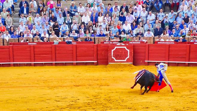 18세기에 세워진 왕립 마에스트란사 투우장은 스페인에서도 가장 권위 있는 투우장이다. 투우 문화에 대한 비판의 목소리가 높지만 여전히 투우는 세비야의 정체성을 보여준다.