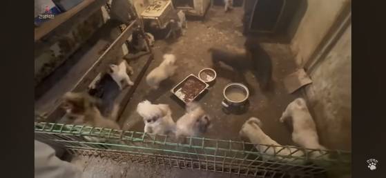 브루셀라병에 감염된 강아지 105마리가 구출된 인천 강화군의 한 동물 번식장 모습. 유튜브 '견생역전' 채널 캡처