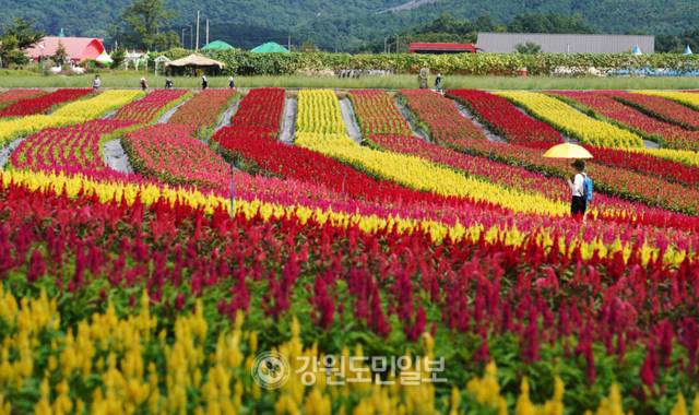 ▲ 철원군 고석정꽃밭이 27일 본격 개장, 관람객들이 드넓은 꽃밭을 관람하고 있다. 이재용 기자
