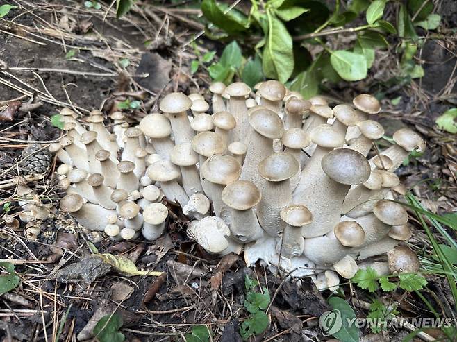 한라산 자생버섯 다발왕송이 [제주도 농업기술원 제공.재판매 및 DB 금지]