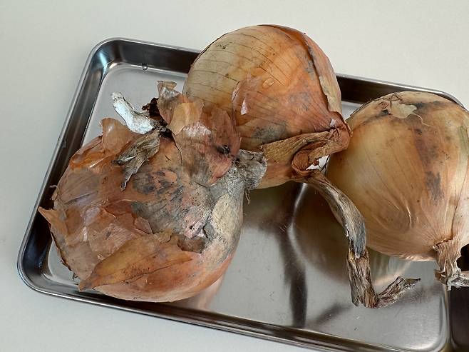 스텐 트레이 위에 올라가 있는 양파 3개