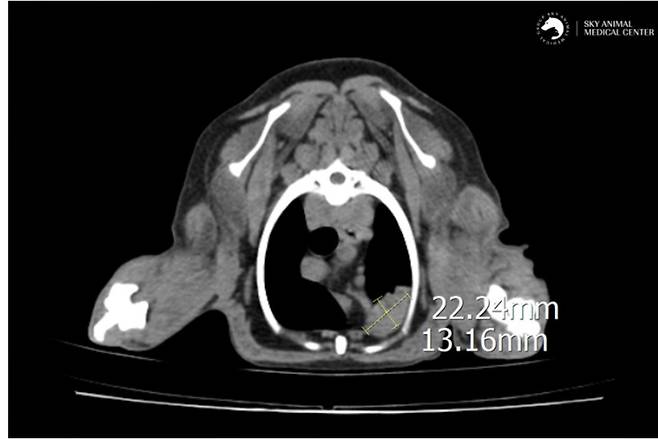 바람이는 CT검사 결과 폐 좌측 전엽에서 종양이 의심되는 소견이 발견됐다(동물병원 제공). ⓒ 뉴스1