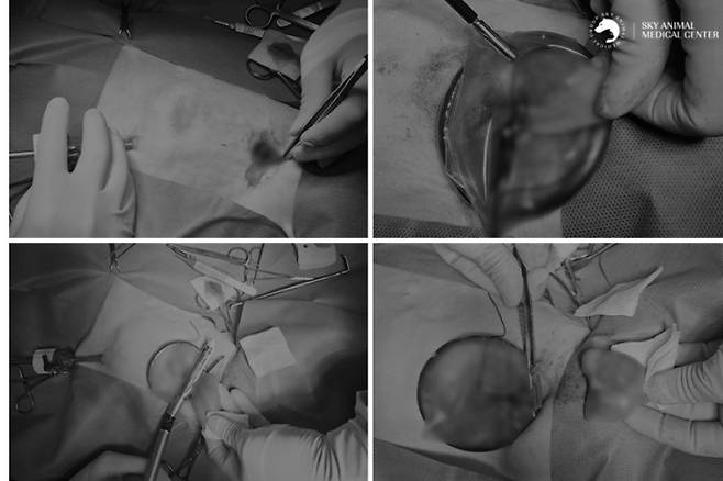 개흉 범위를 최소화하고, 통증·감염·조직 손상 위험을 줄이기 위해 흉강경을 이용해 수술하는 모습(동물병원 제공) ⓒ 뉴스1