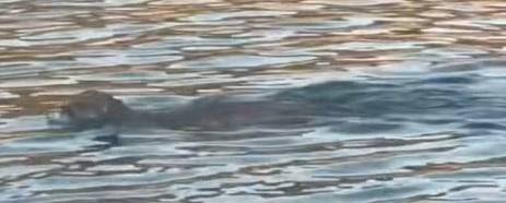 콜로라도주의 한 호수에서 능숙하게 헤엄치는 퓨마 모습이 포착됐다./Colorado Parks and Wildlife - Durango Facebook.