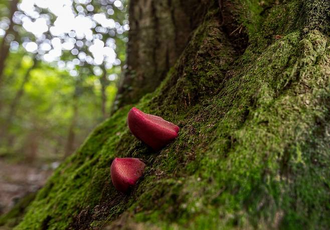 제주에서 발견된 소혀버섯. 제주도 농업기술원이 식용 가능한 자생 버섯의 인공 재배를 추진하고 있다. 제주민속자연사박물관 제공