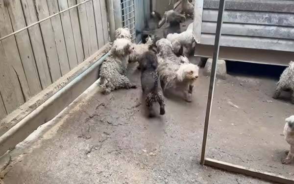 강아지 105마리가 브루셀라병 확진을 받은 인천 강화군의 한 동물 번식장 모습./사진= 유튜브 채널 ‘견생역전’ 캡처