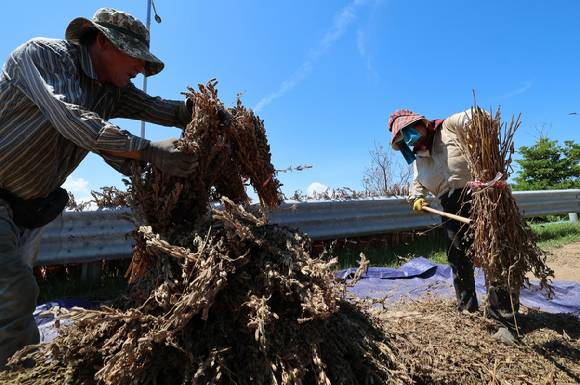 연일 폭염이 이어지는 가운데 제주 서귀포시 대정읍 무릉리의 한 농로에서 농민들이 말린 깨를 털고 있다 [사진=연합뉴스]