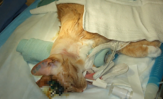 미국 한 대학교 뇌과학 관련 동물실험에 동원된 고양이.[PETA 홈페이지 갈무리]