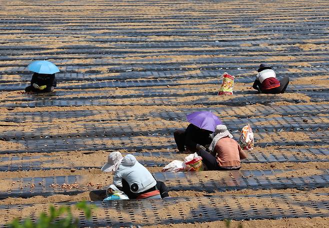 폭염과 극한 가뭄이 이어지고 있는 강원 강릉의 한 농촌 마을에서 인부들이 뜨거운 햇볕을 피하기 위해 우산 모자를 쓴 채 쪽파를 심고 있다./연합뉴스