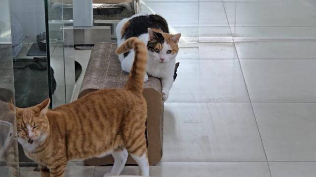 10세가 된 지금, 순정이는 과거에 비해 고양이 사회에 조금씩 적응한 모습이었다. 동그람이 정진욱