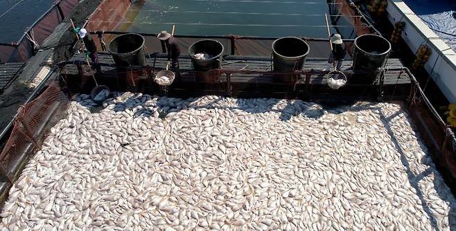 29일 경남 남해군 미조면 미조로 해상 가두리 양식장에서 어민이 적조로 집단 폐사한 참돔을 수거하고 있다.[연합]