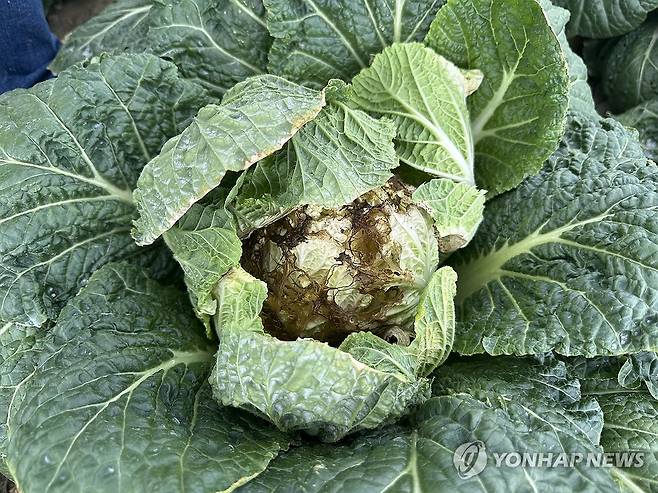 가뭄에 폐기 처분 앞둔 '꿀통 배추' (강릉=연합뉴스) 강태현 기자 = 극심한 가뭄을 겪는 29일 오전 강원 강릉시 왕산면 안반데기에 배추가 수확되지 못한 채 폐기를 앞두고 있다.
    강릉은 계속된 가뭄으로 지역 87%의 생활용수를 공급하는 상수원 오봉저수지의 저수율이 이날 15.7%(평년 71%)로 뚝 떨어져 역대 최저치를 기록했다. 2025.8.29 taetae@yna.co.kr