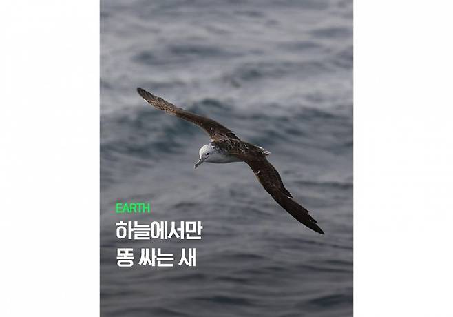 하늘 위에서만 배변하는는 슴새. Yusuke Goto 제공