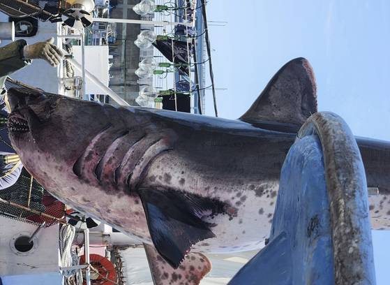 지난해 7월 4일 부산 영도구 태종대 앞바다에서 조업하던 어선 그물에 걸린 2m 악상어. 사람을 공격하는 '포악 상어'인 악상어가 경북 포항 죽도 이남 바다에서 발견된 건 처음이다. 사진 부산해양경찰서