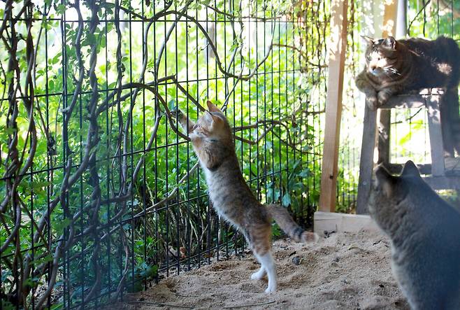 아기 고양이는 창고 주변에 둘러놓은 철망을 자유자재로 오갔다. ⓒ이용한 제공