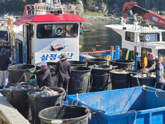 남해군 미조면 인근 해상가두리 양식장에서 적조로 폐사한 감성돔, 숭어, 농어 등을 어선으로 수거해 실어나르고 있다. 사진=남해군